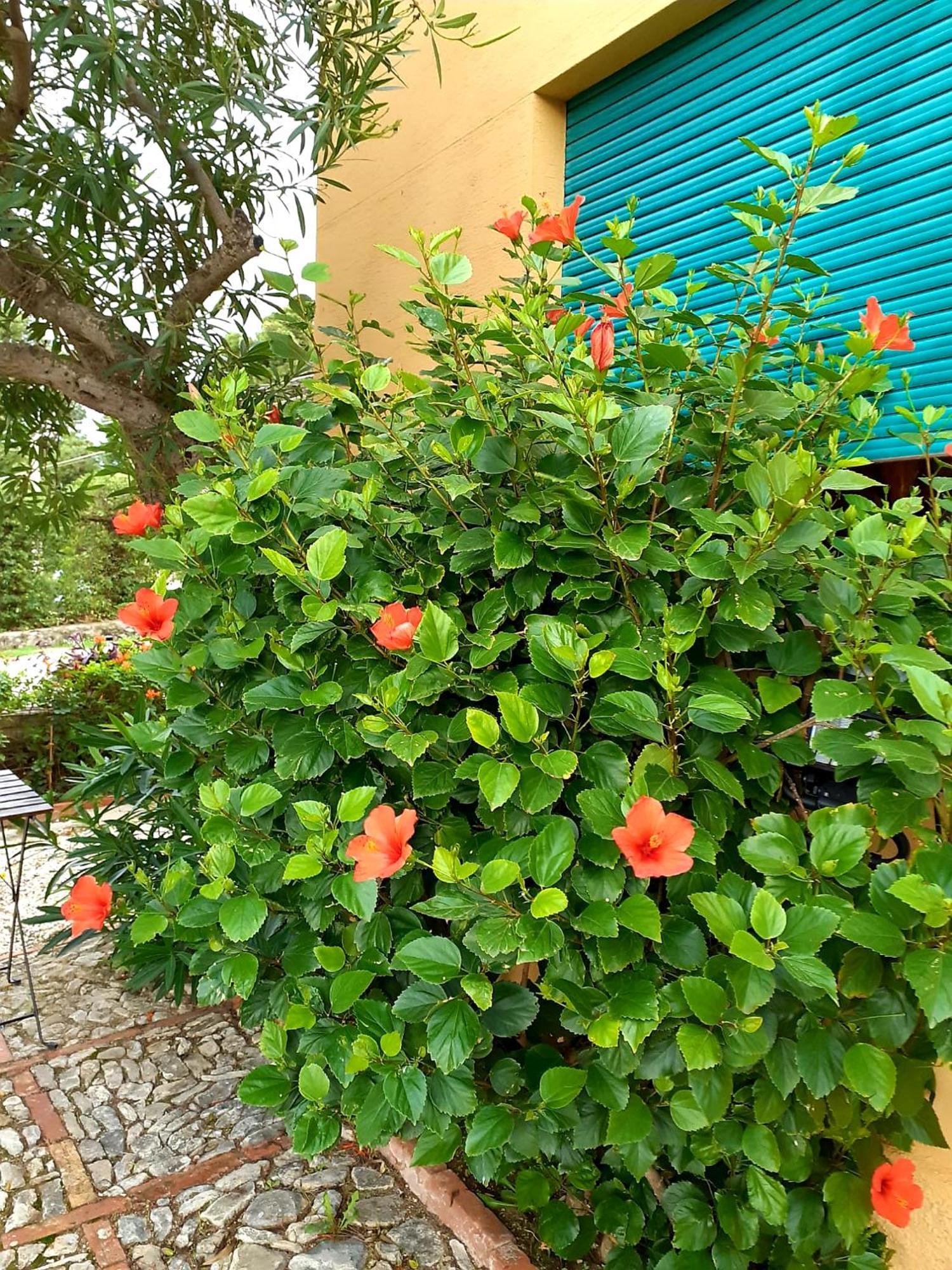 Villa Casa "Le Terrazze" Erice Exterior foto